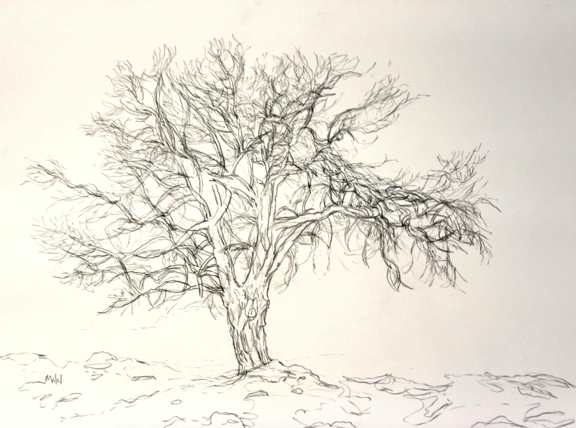 L’arbre en hiver